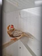 Zebravink man, Dieren en Toebehoren, Vogels | Overige Vogels, Mannelijk, Tropenvogel, Geringd