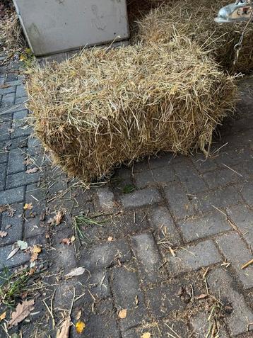 Topkwaliteit kleine pakjes hooi te koop beschikbaar voor biedingen