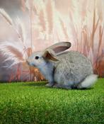 Super lieve Vlaamse Reus (gecastreerde ram) zoekt een maatje, Dieren en Toebehoren, Konijnen, Mannelijk, Groot