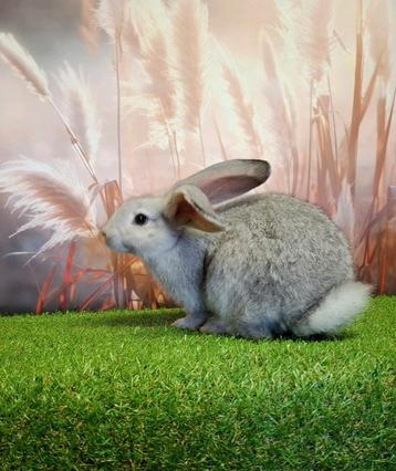 Super lieve Vlaamse Reus (gecastreerde ram) zoekt een maatje beschikbaar voor biedingen