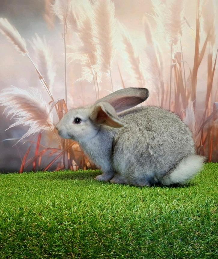 Super lieve Vlaamse Reus (gecastreerde ram) zoekt een maatje, Dieren en Toebehoren, Konijnen, Groot, Mannelijk