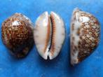 Schelpen: Cypraea arabica asiatica f. gibba Coen gem 45-51mm, Verzamelen, Mineralen en Fossielen, Verzenden, Schelp(en)