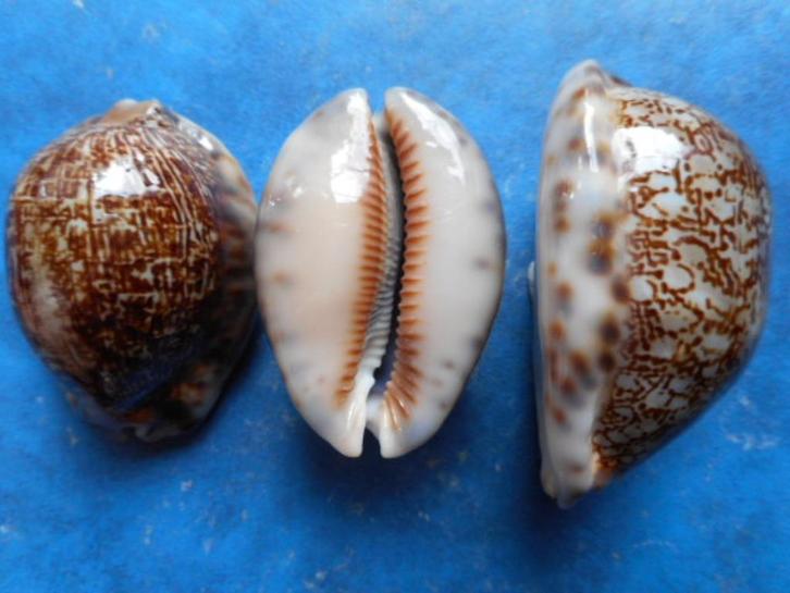 Schelpen: Cypraea arabica asiatica f. gibba Coen gem 45-51mm, Verzamelen, Mineralen en Fossielen, Schelp(en), Verzenden