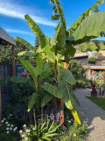Bananenplanten Musa Basjoo te koop beschikbaar voor biedingen