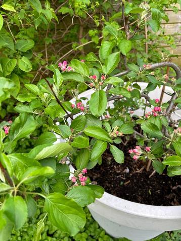 Appelboom en Perenboom 