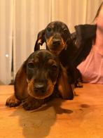 Teckel, Dieren en Toebehoren, Honden | Teckels en Dashonden, Korthaar, Teef, Dwerg, Meerdere