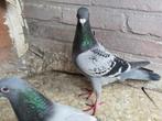 DOFFER (2024), Dieren en Toebehoren, Vogels | Duiven, Mannelijk, Postduif