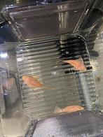 Albino Ancistrus mannen, Dieren en Toebehoren, Vis, Zoetwatervis