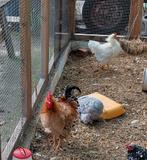 Gratis twee mooie hanen met krulveren, Dieren en Toebehoren, Pluimvee