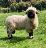 Walliser Schwarznase dekram ARR-ARR, Dieren en Toebehoren, Schapen, Geiten en Varkens, Mannelijk, Schaap