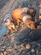 Scharrelvarkens husumer of bonte bentheimer €.250,-, Meerdere dieren, Varken, 0 tot 2 jaar