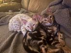 Bengaal kittens, Meerdere dieren, Gechipt, 0 tot 2 jaar