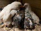 Laatste 5 Brahma Hennen - 14 weken, Vrouwelijk, Kip