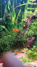 3 oranje molly’s, Dieren en Toebehoren, Vissen | Aquariumvissen, Vis