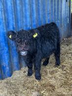 Zwart galloway stiertje, Mannelijk, 0 tot 2 jaar
