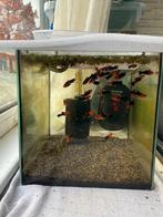 Zwaarddragers Koi, Dieren en Toebehoren, Vis, Zoetwatervis