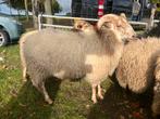 Drents heideschaap ram, Dieren en Toebehoren, Mannelijk, Schaap