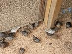 Chinese Dwergkwartels 2025, Dieren en Toebehoren, Meerdere dieren