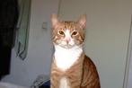 Kater, Dieren en Toebehoren, Kater, Kortharig, 0 tot 2 jaar
