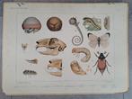 Antieke schoolplaat, Ophalen, Natuur en Biologie