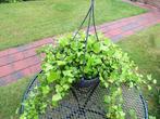 Vaste plant : Hedera in hangpot  7 euro, Ophalen, Vaste plant, Bloeit niet, Halfschaduw