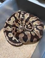 Python Regius - Firefly Het Desert Ghost vrouw, Dieren en Toebehoren, Slang, Tam, 3 tot 6 jaar