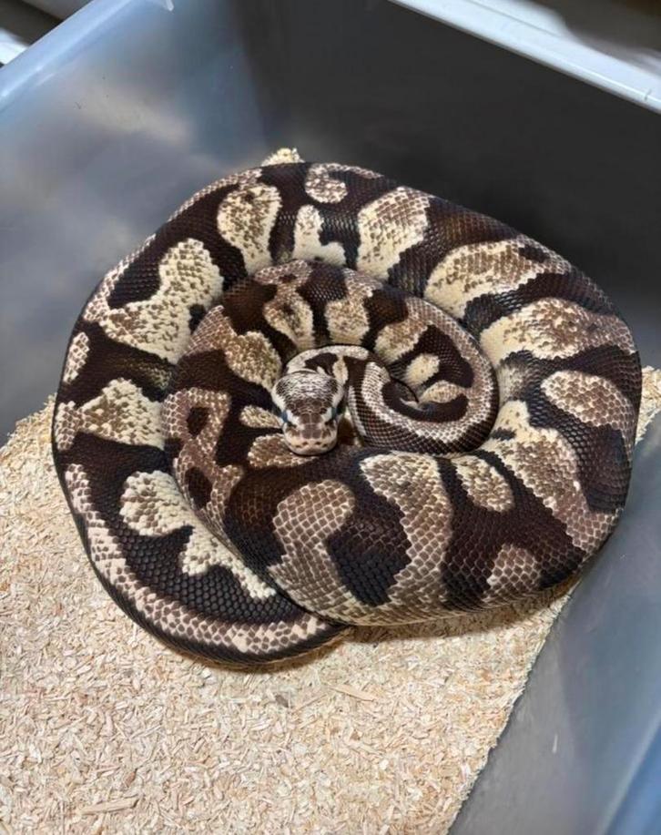 Python Regius - Firefly Het Desert Ghost vrouw
