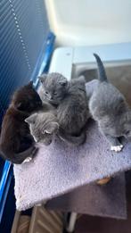 4 grijze en 2 zwarte kittens 12 weken oud, Dieren en Toebehoren, Katten en Kittens | Overige Katten, Meerdere dieren, 0 tot 2 jaar
