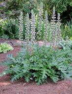 Acanthus Mollis ( Nu PLanttijd ) 3 voor 7,50, Tuin en Terras, Overige soorten, Vaste plant, Ophalen of Verzenden, Halfschaduw