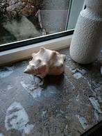 Vintage giant horse conch schelp, Verzamelen, Mineralen en Fossielen, Ophalen of Verzenden, Schelp(en)