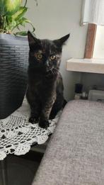 Lieve kittens te koop – 3 maanden oud!, Dieren en Toebehoren, Katten en Kittens | Overige Katten, Meerdere dieren, 0 tot 2 jaar