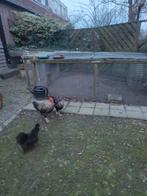 Hanen, Dieren en Toebehoren, Pluimvee, Mannelijk, Kip