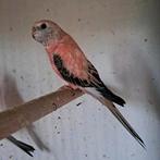 Te koop twee opaline Bourke parkieten., Dieren en Toebehoren, Vogels | Parkieten en Papegaaien, Geslacht onbekend, Parkiet, Geringd