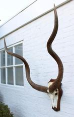 Mega grote schedel KUDU ANTILOPE op houten schild (# J), Ophalen of Verzenden, Gebruikt, Wild dier, Schedel