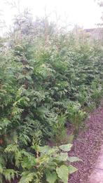 Haagconiferen Thuja plicata Atrovirens, Ophalen, Bloeit niet, Overige soorten, Halfschaduw