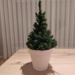 Kunstkerstboompje in Crème Pot, Ophalen of Verzenden, Overige soorten, Volle zon