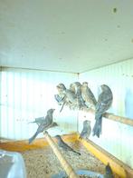 mexicaanse roodmussen, Meerdere dieren, Kleurkanarie