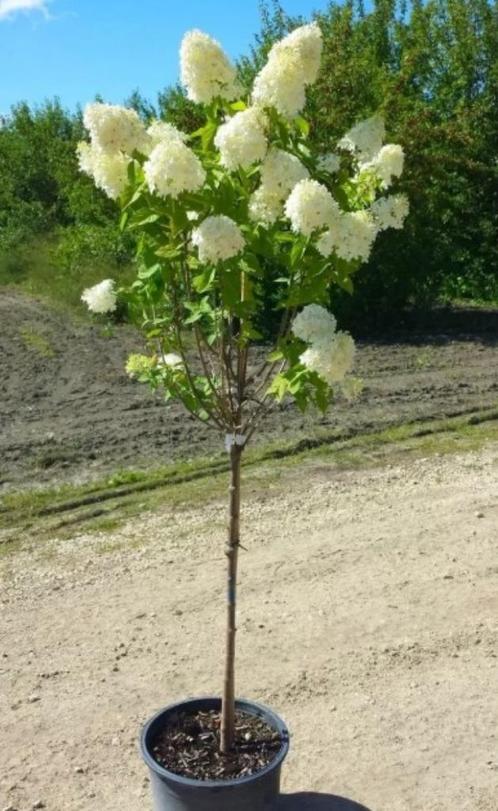 Limelight hortensia op stam, Tuin en Terras, Planten | Struiken en Hagen, Struik, Hortensia, 100 tot 250 cm, Ophalen of Verzenden