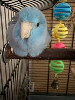 Forpus pop, Dieren en Toebehoren, Vrouwelijk, Parkiet