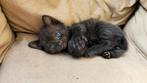 Speelse lieve kittens (Zwarte / Zwart en wit), Dieren en Toebehoren, Katten en Kittens | Raskatten | Korthaar, Meerdere dieren