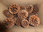 25 mooie lichte grote natuurlijke dennenappels 8 -10 cm (c), Hobby en Vrije tijd, Knutselen, Ophalen of Verzenden, Nieuw, Materiaal