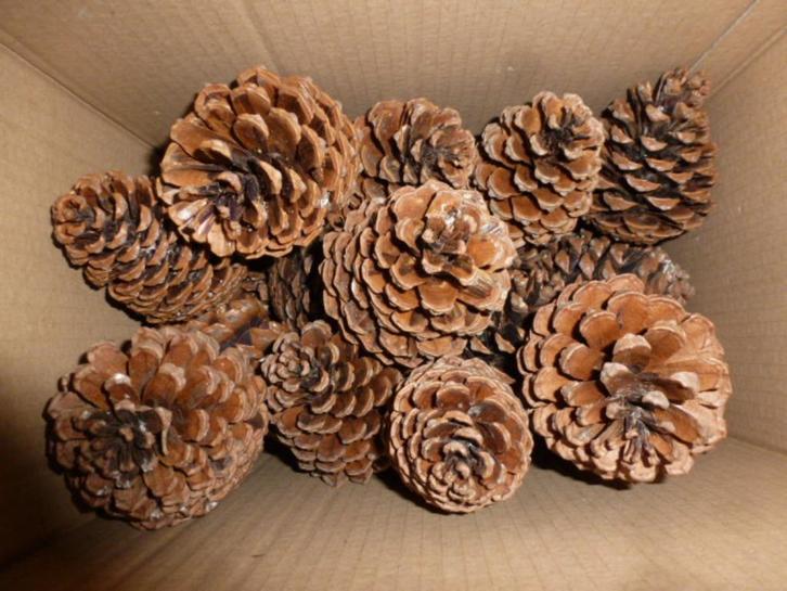25 mooie lichte grote natuurlijke dennenappels 8 -10 cm (c), Hobby en Vrije tijd, Knutselen, Nieuw, Materiaal, Ophalen of Verzenden