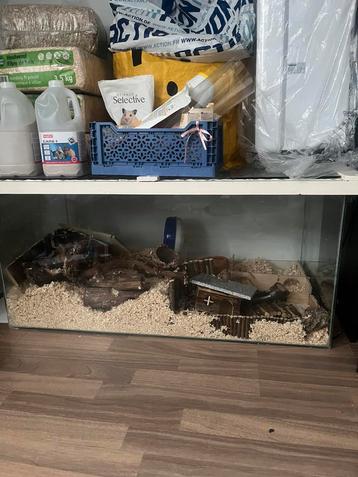 Grote glazen hamsterhok beschikbaar voor biedingen