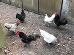 Australorp te koop!, Dieren en Toebehoren, Pluimvee, Meerdere dieren, Kip