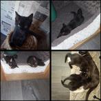 Lieve sociale kittens.., Dieren en Toebehoren, Katten en Kittens | Overige Katten, Kater, Kortharig, 0 tot 2 jaar