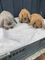 Nedhangoordwerg, Dieren en Toebehoren, Konijnen, Meerdere dieren, Dwerg