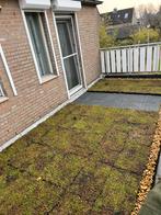 Sedumdak trays 40x60 cm - Groendak direct!, Ophalen of Verzenden, Nieuw