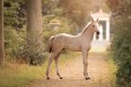 Valk veulen te koop, Dieren en Toebehoren, Paarden, Hengst, Dressuurpaard, 0 tot 2 jaar