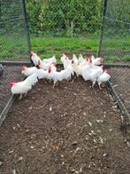 Leghorn kriel am-type, Dieren en Toebehoren, Pluimvee, Mannelijk, Kip
