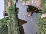 Diverse koikarpers te koop, Karper of Koi